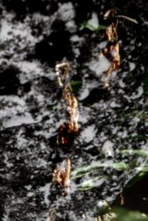 La Colle Falls