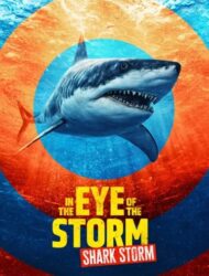 In the Eye of the Storm Shark Storm